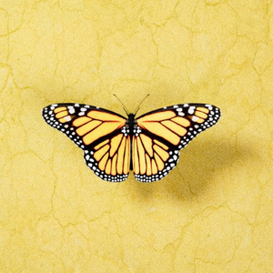 扒掉乳罩露出奶头壁纸
